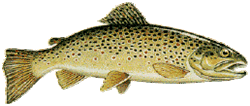 Exellent fishing zone