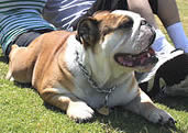 Pet Friendly Holiday Cottages in Scotland