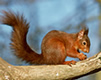 Red Squirrel