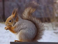 RedSquirrel2